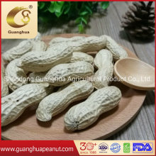 Factory Hot Sale Peanut in Shell New Crop